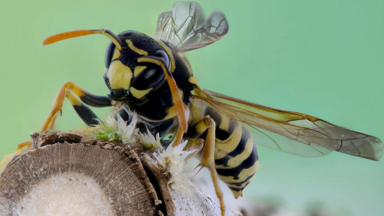 Torkon csípte egy darázs a barátaival medencéző Enikőt