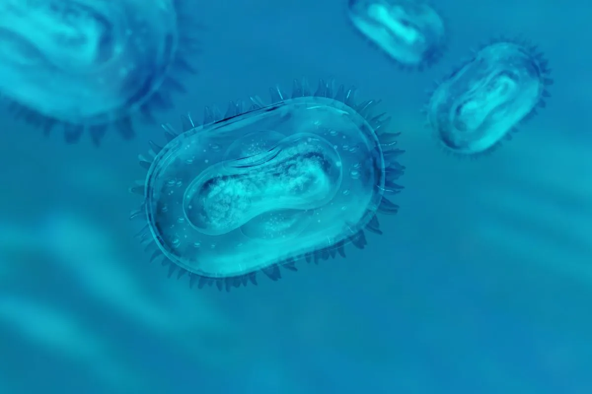 vírus amőba sejt covid mikroszkóp kórokozó