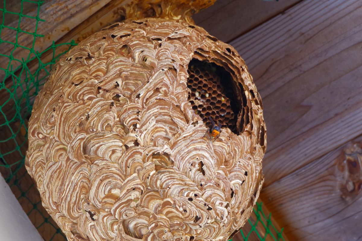 A,Wasp,Nest,With,A,Round,Hole