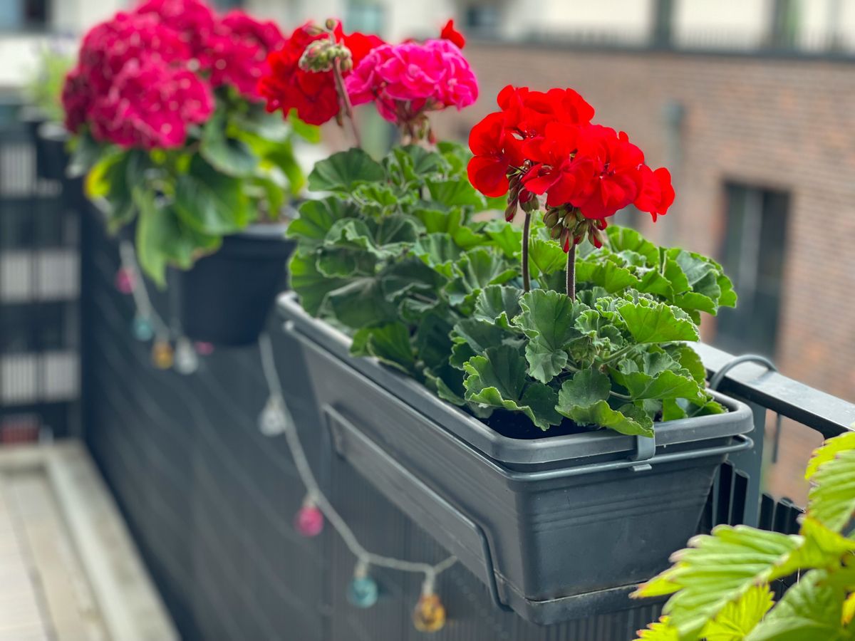 Beautiful,Blooming,Vibrant,Pink,Red,Geranium,Pelargonium,In,Decorative,Flower