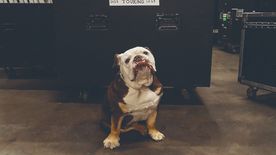 Ilyen cuki kisállat Adam Sandler kutyája