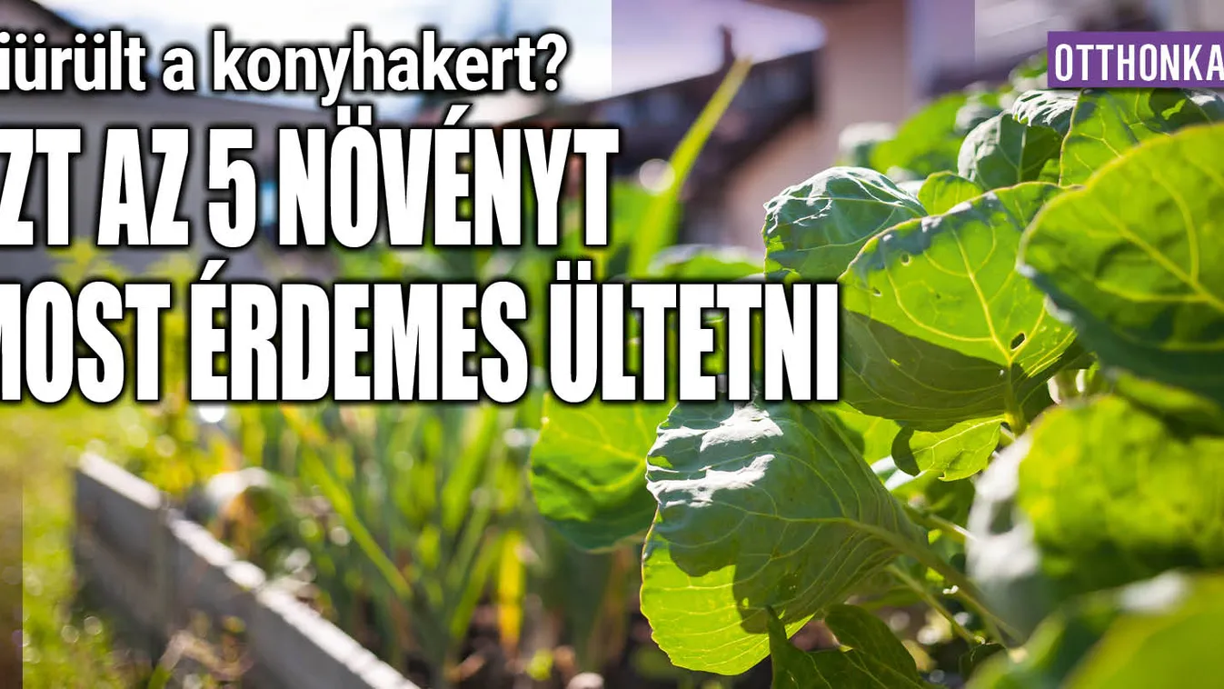 Kiürült a konyhakert? Ezt az 5 növényt most érdemes ültetni