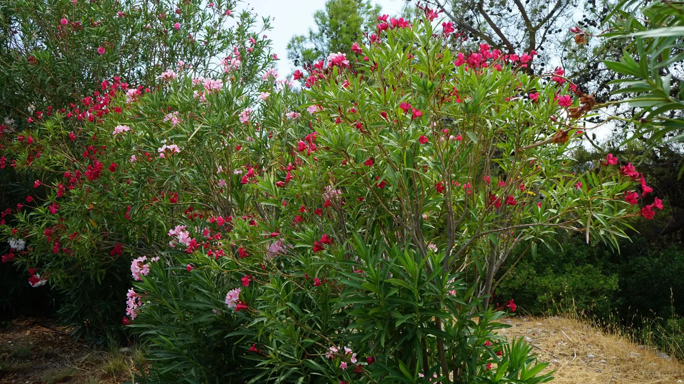 Tetvesedik a leander? Szabadulj meg tőle vegyszermentesen