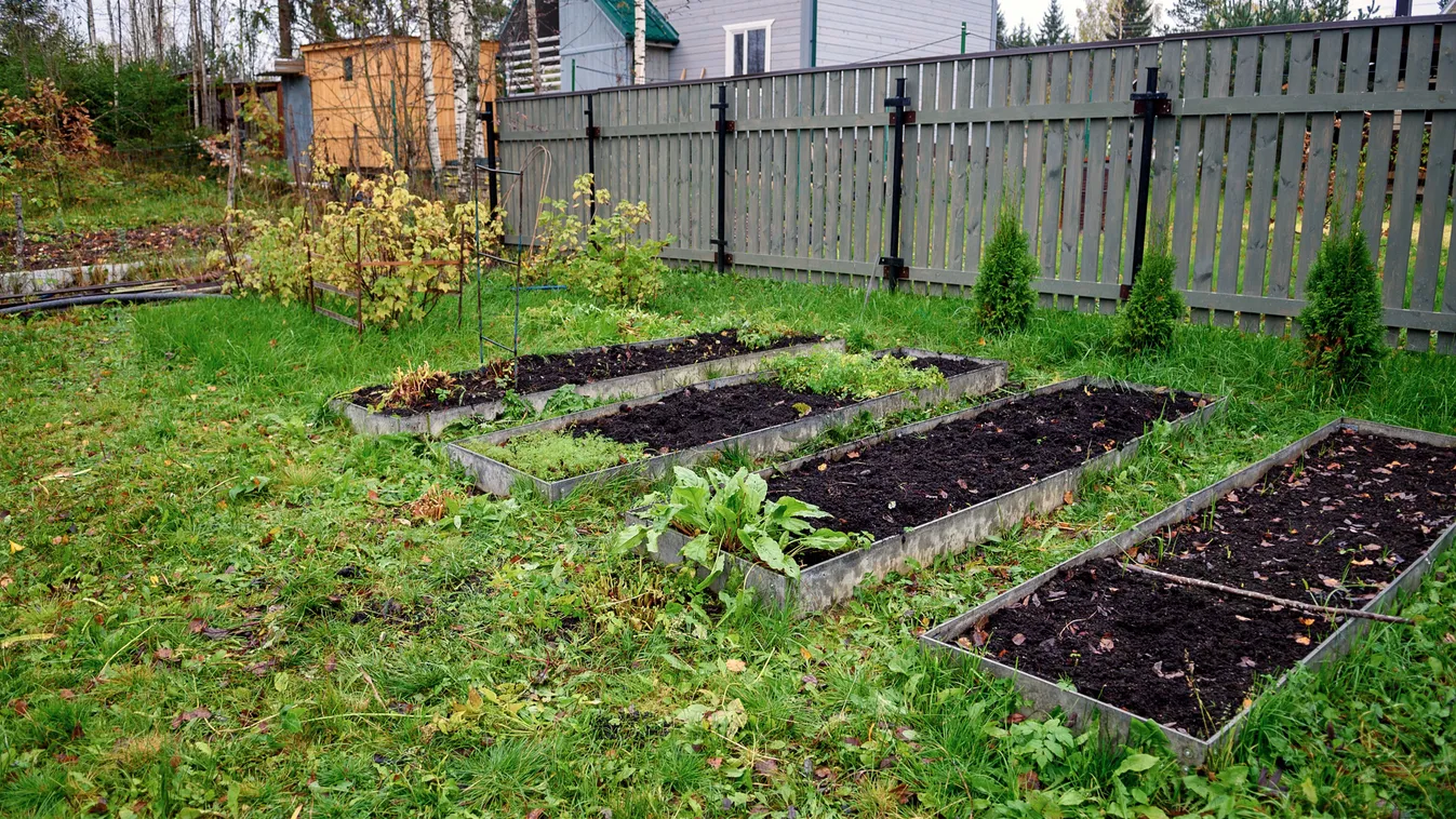 Kiürült a konyhakert? Ezt az 5 növényt most érdemes ültetni