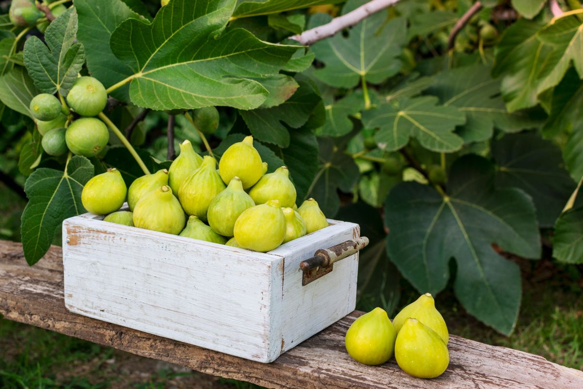 Wooden,Box,Full,Of,Green,Figs,Over,An,Old,Wood