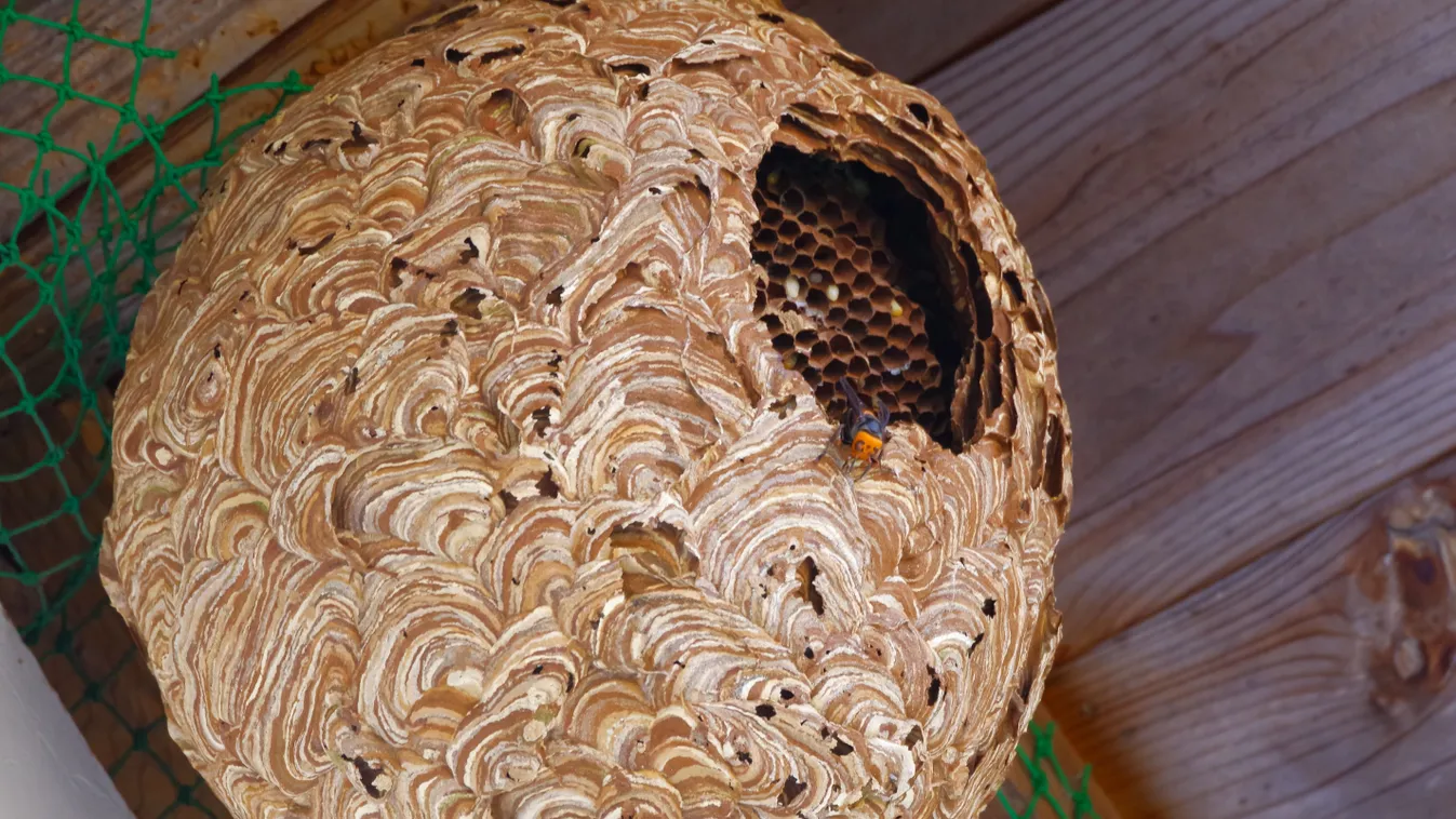 Ijesztő, idén előbb támadnak a darazsak