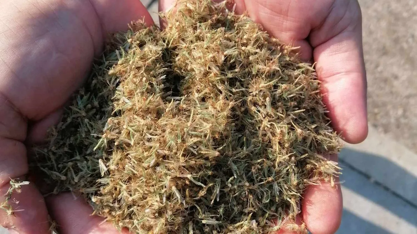 Rovarinvázió: csapdába kerültek a Balatonon a családok