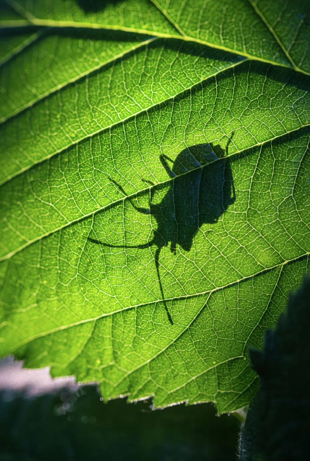 Poloska árnyéka (5)