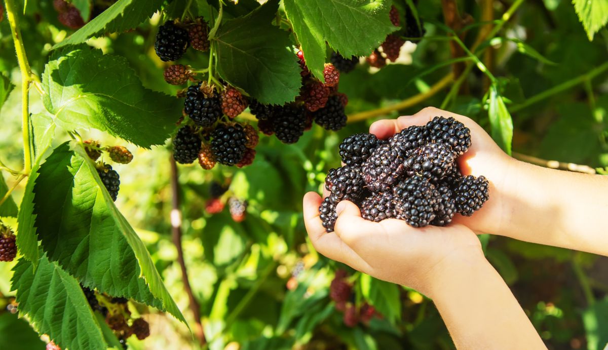 Blackberry,In,The,Hands,Of,A,Child,On,The,Background