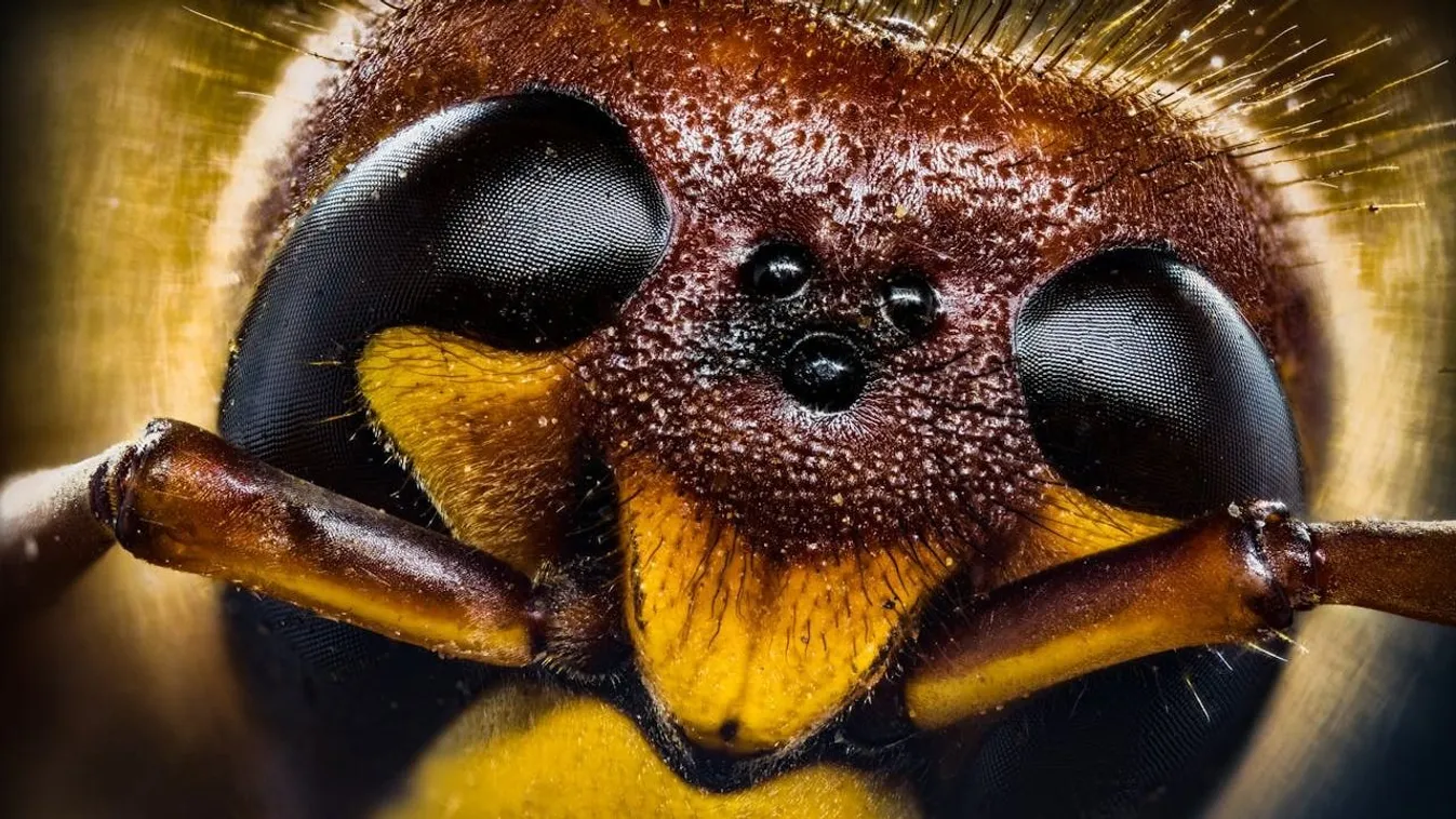 Darazsak szállhatják meg hazánkat