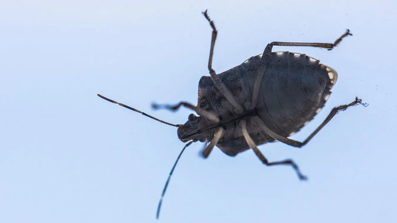 Máris támadnak a poloskák, ez a legbiztosabb módszer ellenük