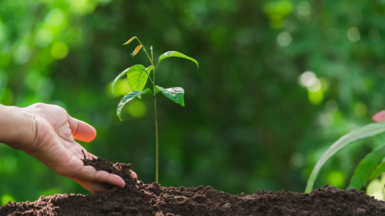 Így tudsz őszibarackfát magról szaporítani