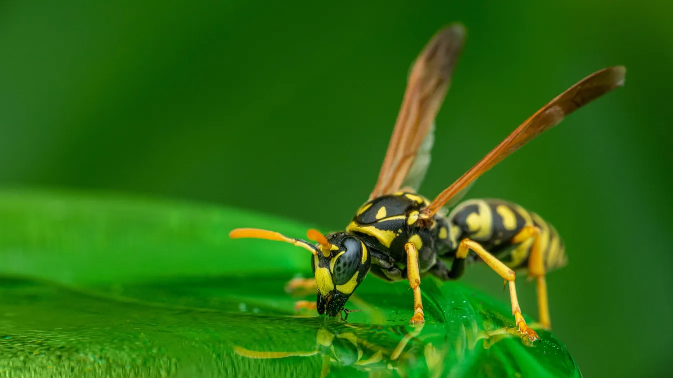 "Megcsípte egy darázs"- elhunyt egy háromgyermekes családapa