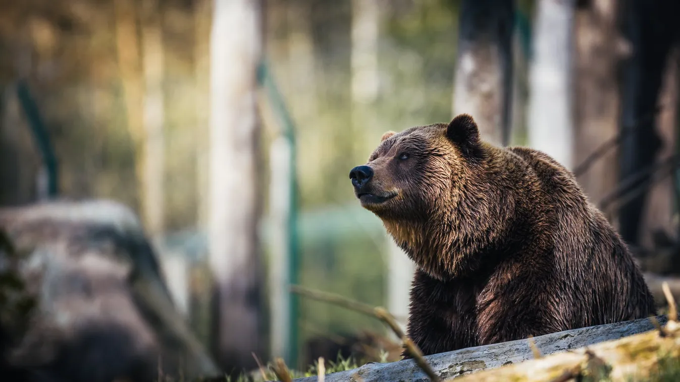 Medvét láttak Miskolcon, nem is egyet