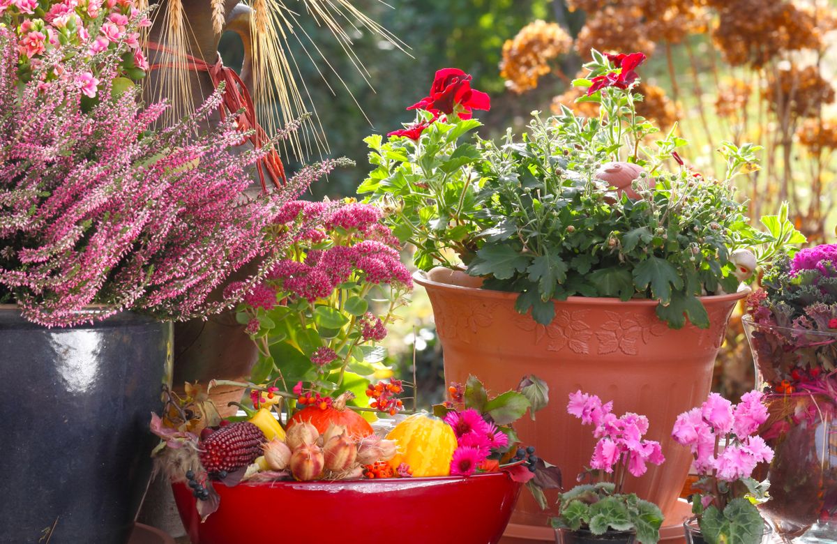 Heather,And,Autumn,Decoration,On,The,Terrace