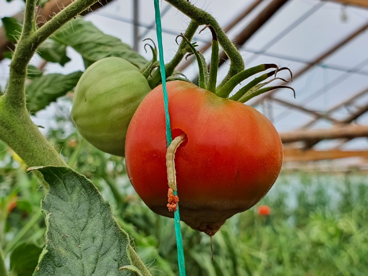 Helicoverpa,Armigera,(lepidoptera:,Noctuidae),Caterpillar,On,A,Tomato,Plant.,It