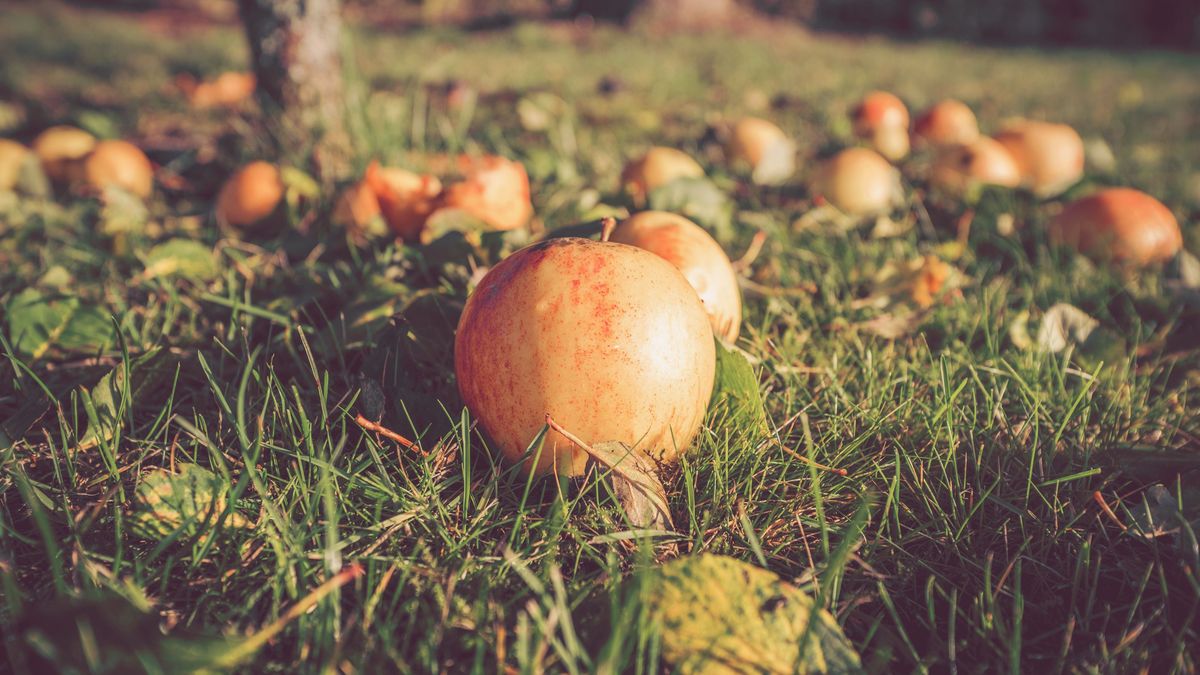 Autumn,Apples,On,The,Ground,In,Autumn,In,A,Garden alma