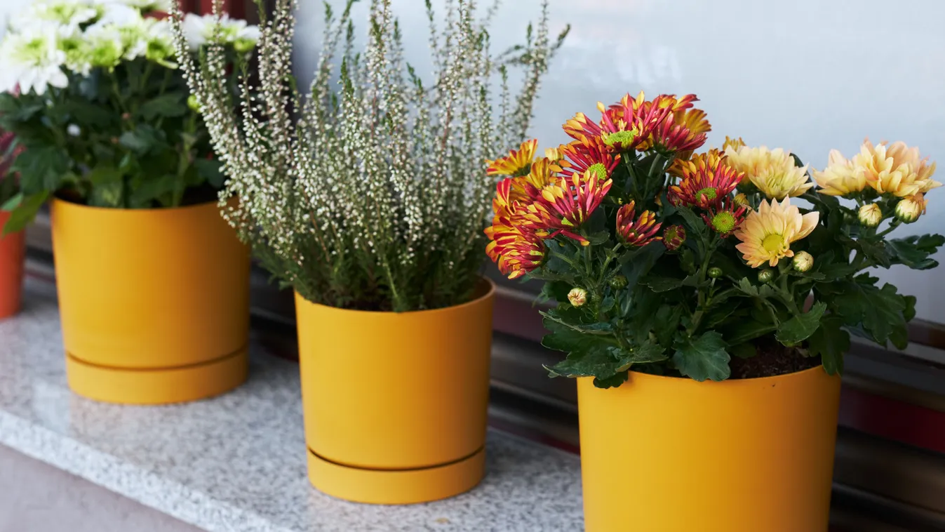 Olcsó őszi növények, amiktől télen is gyönyörű a terasz