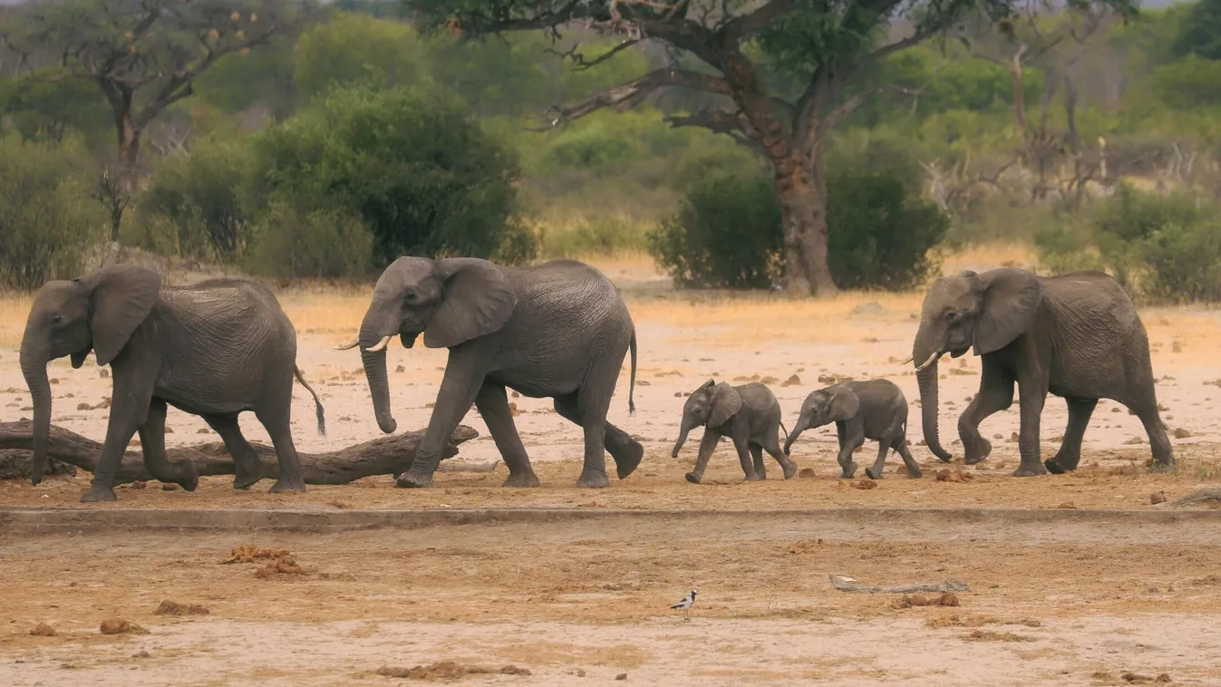 Több száz elefántot ölnek le Afrikában az éhínség miatt