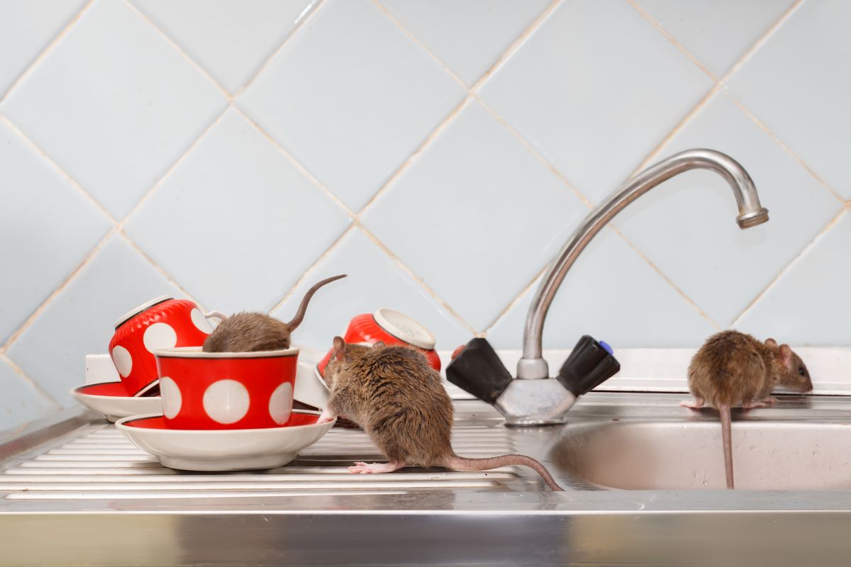 Three,Young,Rats,(rattus,Norvegicus),At,Kitchen.,One,Rat,Crawls