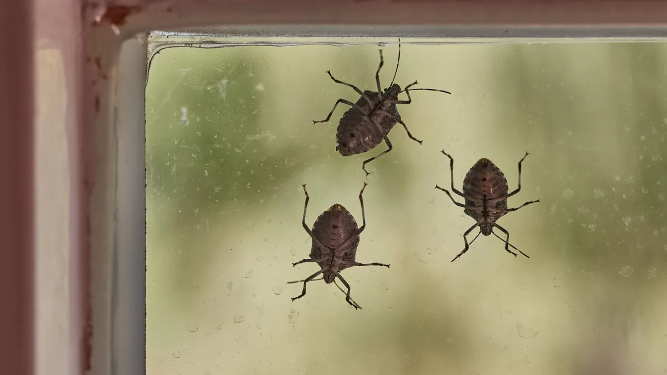 Húzódnak be a poloskák a házba, így tartsd távol őket