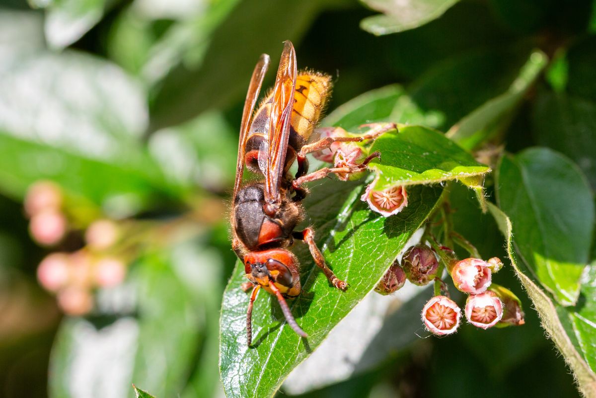 A,Macro,Shot,Of,A,Hornet,Vespa,Crabro,Seen,Nectaring