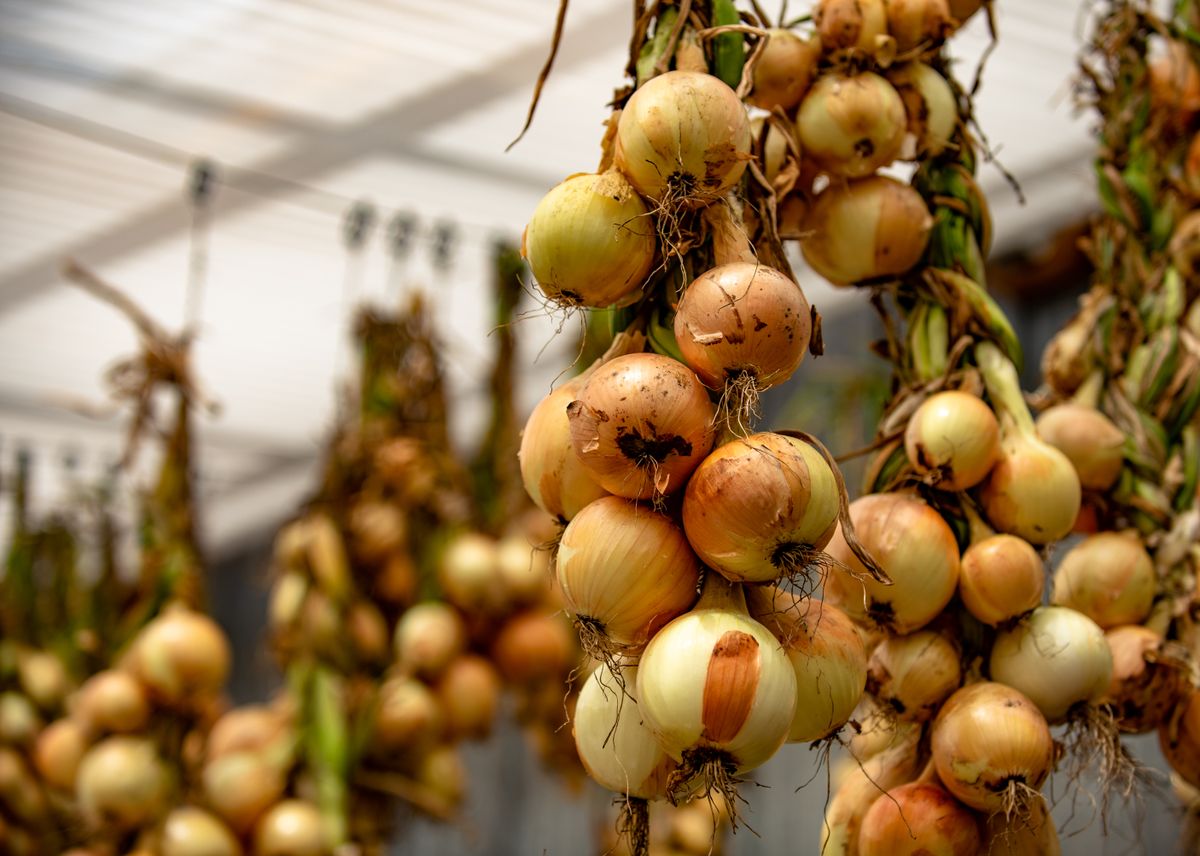 Hanging,Onion,Braids,For,Storage,On,A,Farm