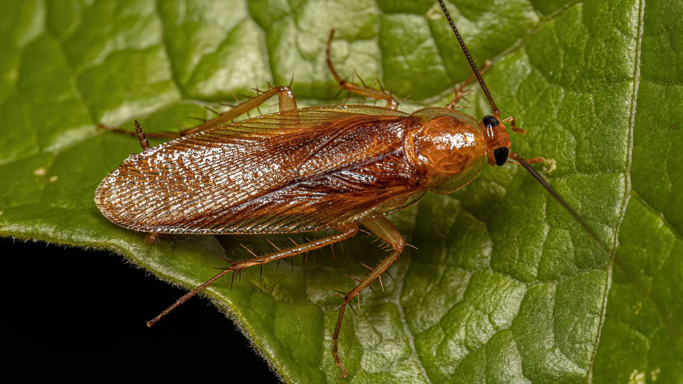 Újabb repülő ellenséggel kell szembenézned!