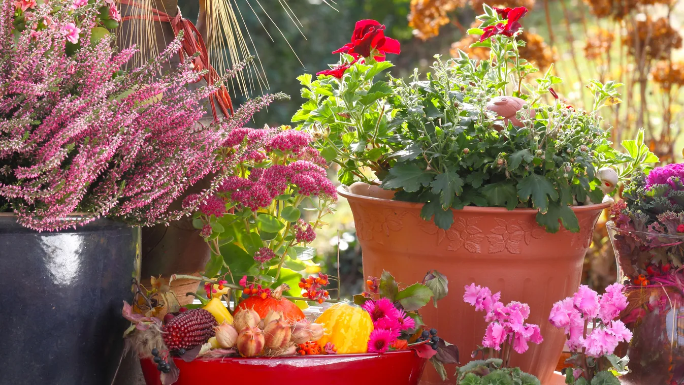 Öltöztesd őszbe a teraszt, virágözön október végéig