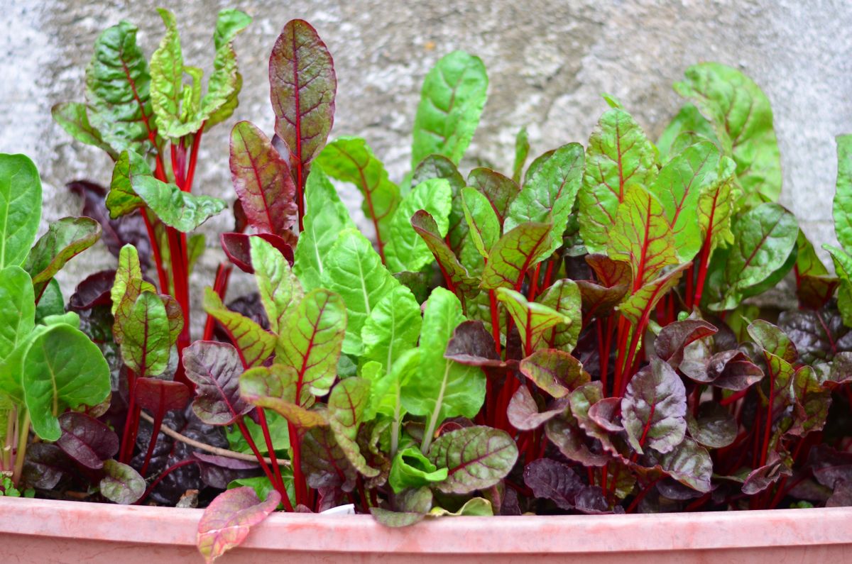 Swiss,Chard,'ruby,Red',In,Pot