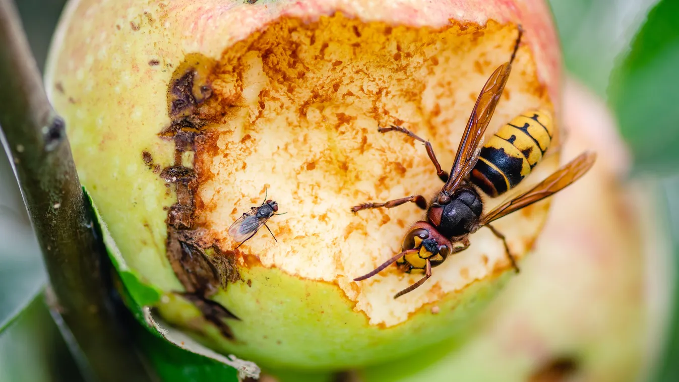 Félelmetes lódarazsak: Ezt tedd, ha ellepik a teraszt