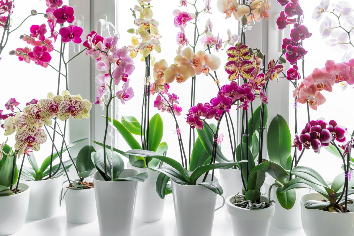 Colorful,Orchids,Phalaenopsis.,Blooming,Orchids.,Gardening,Hobby.,Purple,,Pink,,Orange,