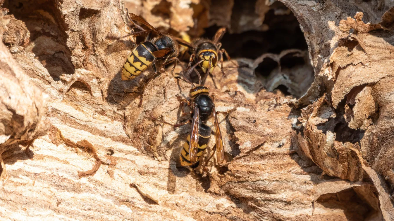 Életveszélyes is lehet a csípése ennek a rovarnak