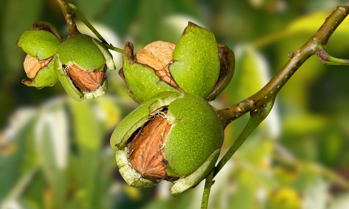 Ripe,Nuts,Of,A,Walnut,Tree