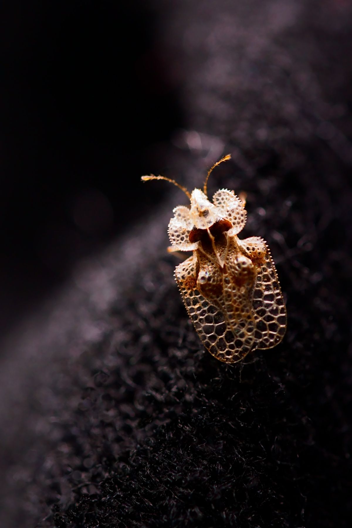 Macro,Shot,With,A,Lace,Bug,Or,The,Sycamore,Tiger;