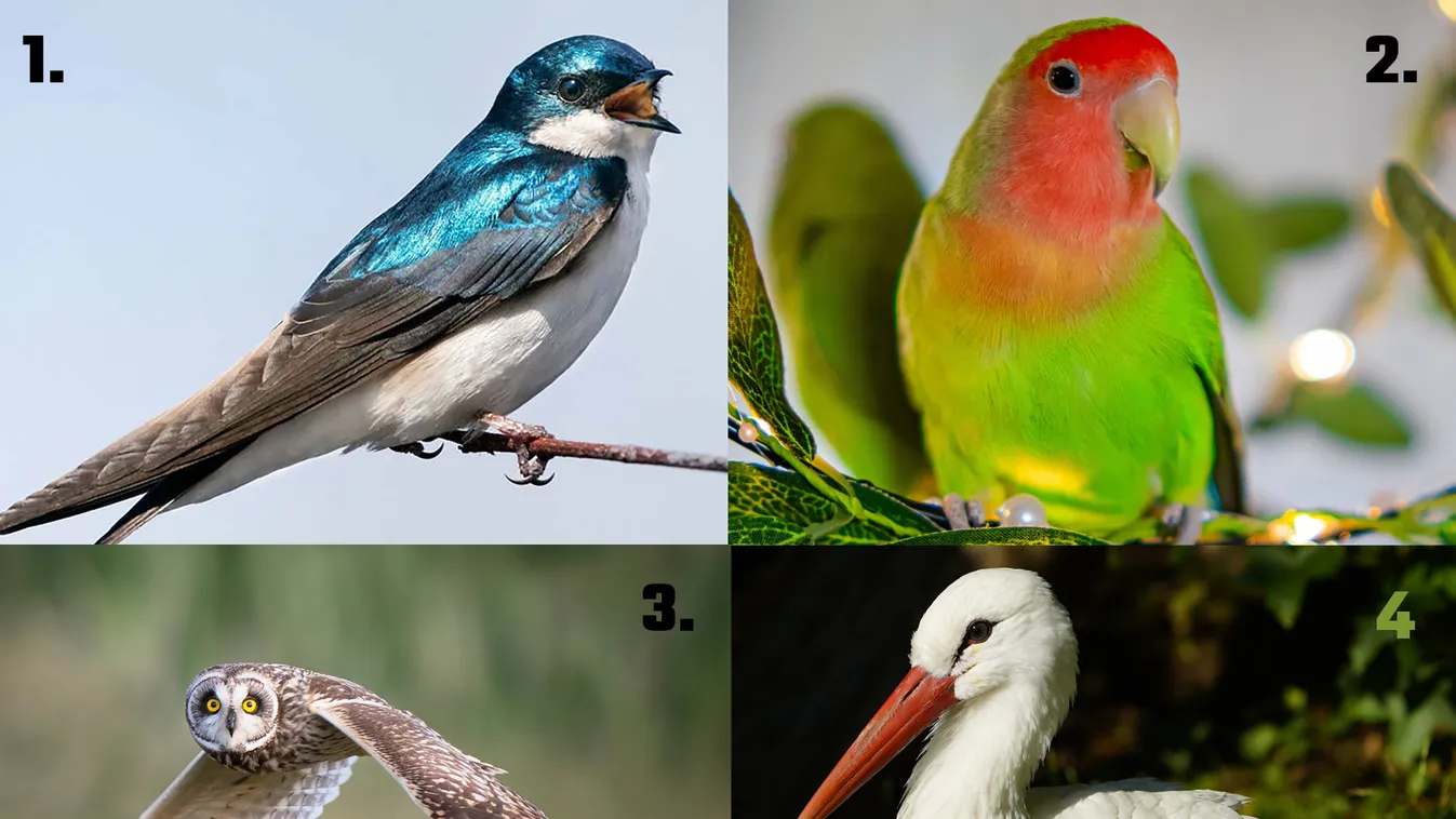 Melyik madárral repülnél el? Választásod ezt árulja el rólad