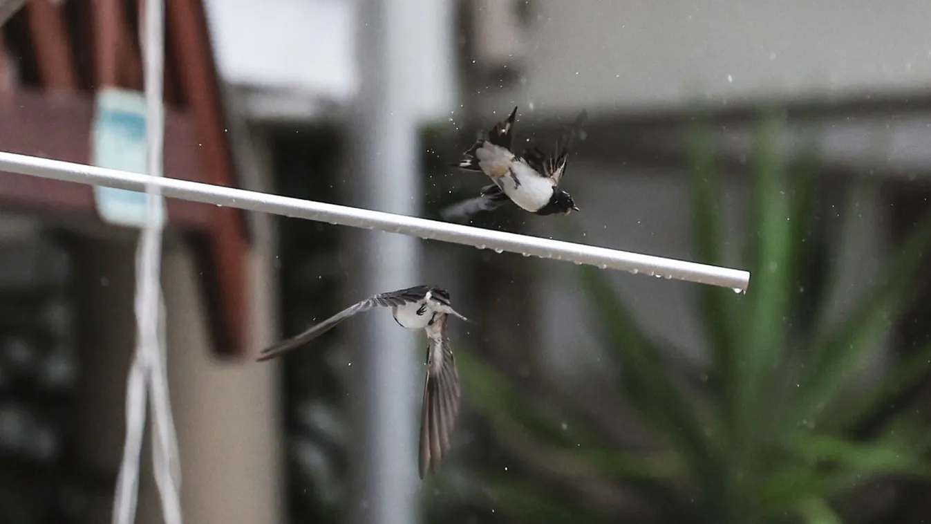 Ettől zavarodtak meg a fecskék, ezért repülnek az autóknak