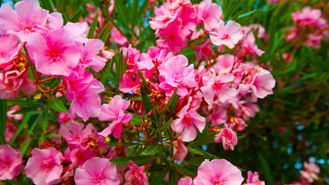Eláruljuk meddig maradhat kint a leander a teraszon