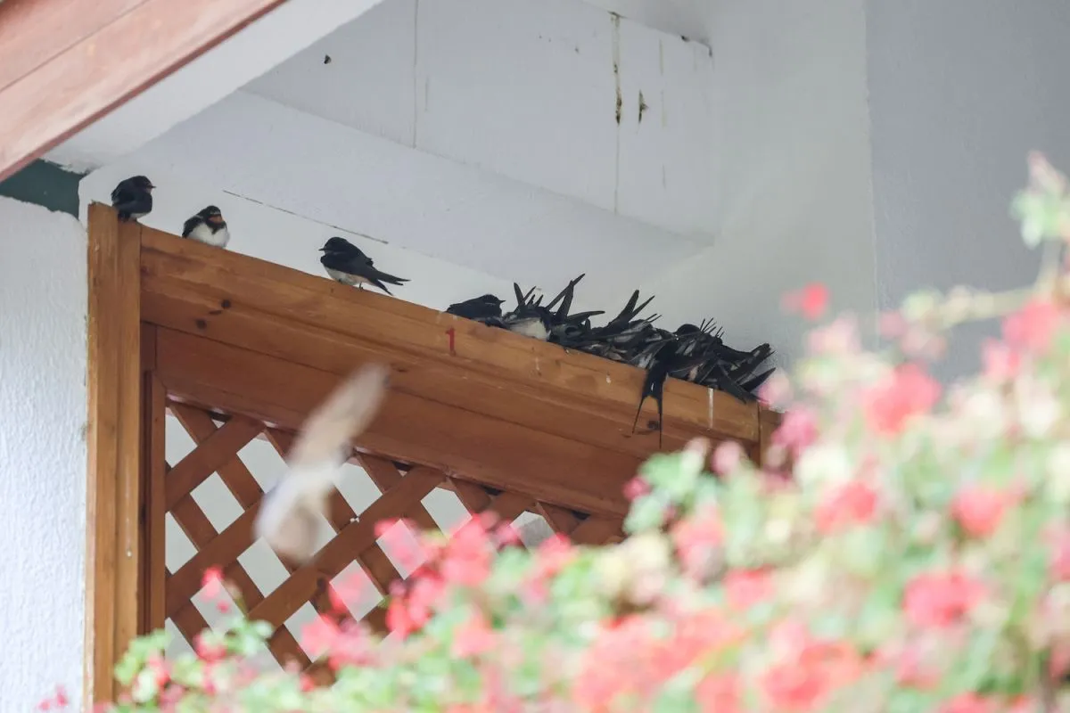 20240915_Fecskék_Csopak_FI_VN (1)