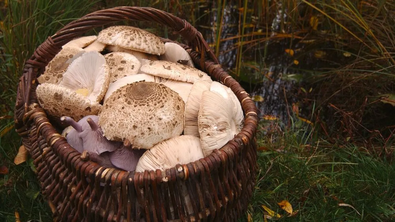 Itt az őszi gombaszezon