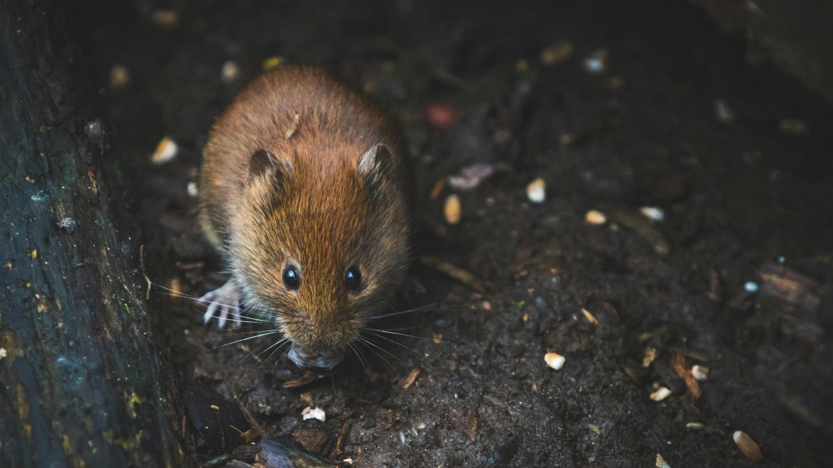 Egérinvázió: idén túl hamar megkezdődött, már ellepték a lakásokat – így védekezz ellenük!