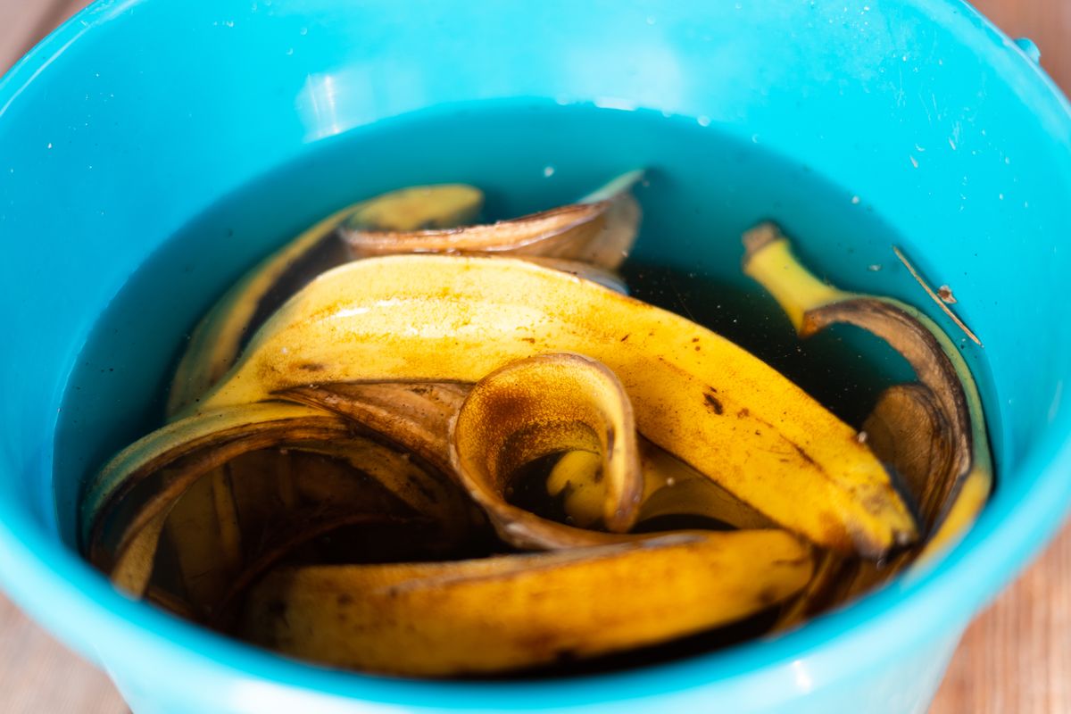 Preparation,Of,Organic,Fertilizer,From,Banana,Peel,Soaked,In,Water