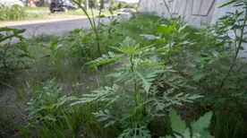 Az árvíz után újabb veszély leselkedik ránk, mutatjuk térképen