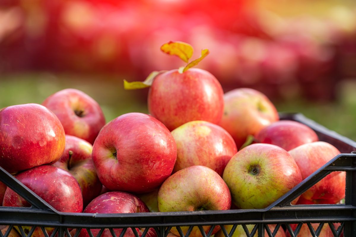 Ripe,Juicy,Red,Apples,Lie,In,Boxes,In,Garden.,Summer