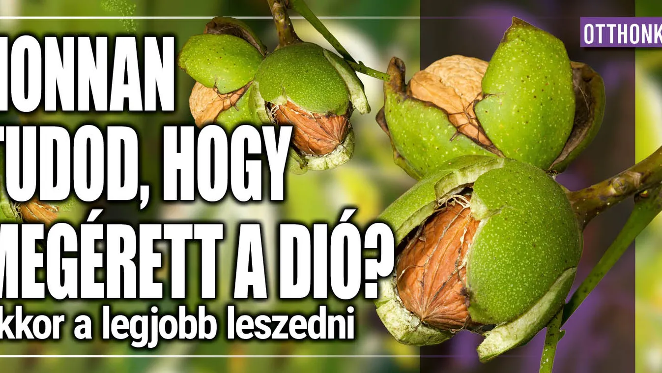 Honnan tudod, hogy megérett a dió? Ekkor a legjobb leszedni