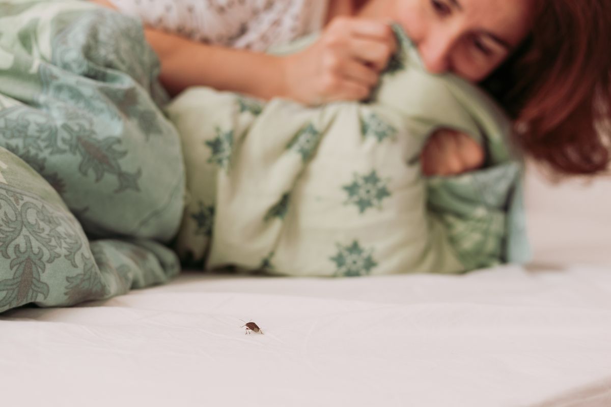 Woman,In,Bedroom,Terrified,By,Brown,Stink,Bug,Walking,On