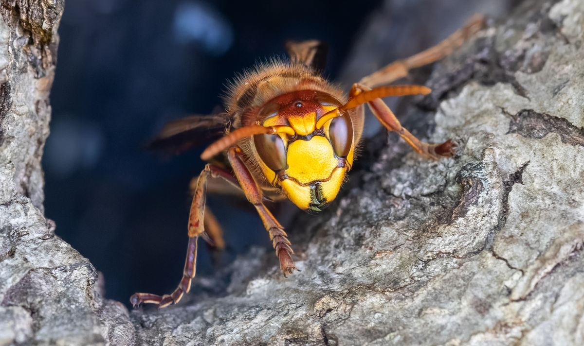 Frontal,Close-up,Of,A,European,Hornet,(vespa,Crabro),Guarding,The