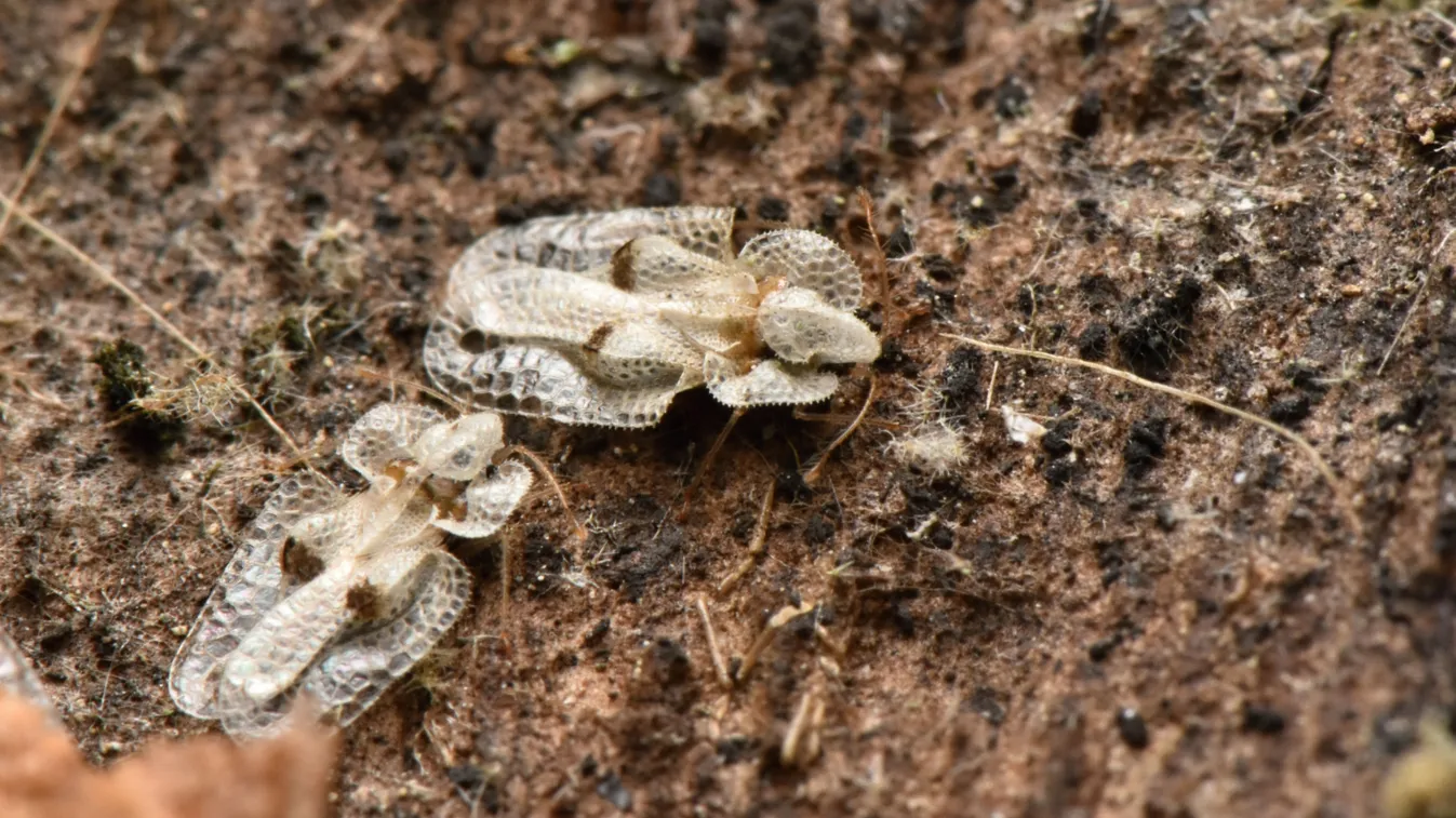 Az új poloska nemcsak idegesítő, de még csíp is