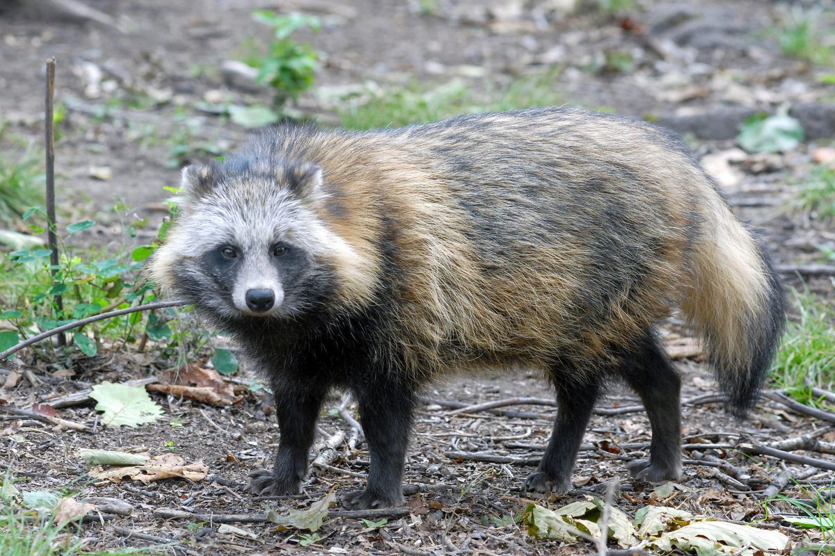 Covid, Raccoon,Dog,(nyctereutes,Procyonoides).,Primorsky,Krai,(primorye),,Far,East,,Russia.