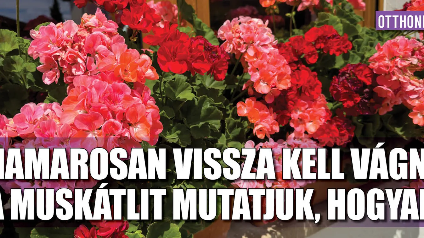 Készülj, hamarosan vissza kell vágni a muskátlit